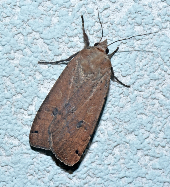 Noctuidae: Noctua pronuba