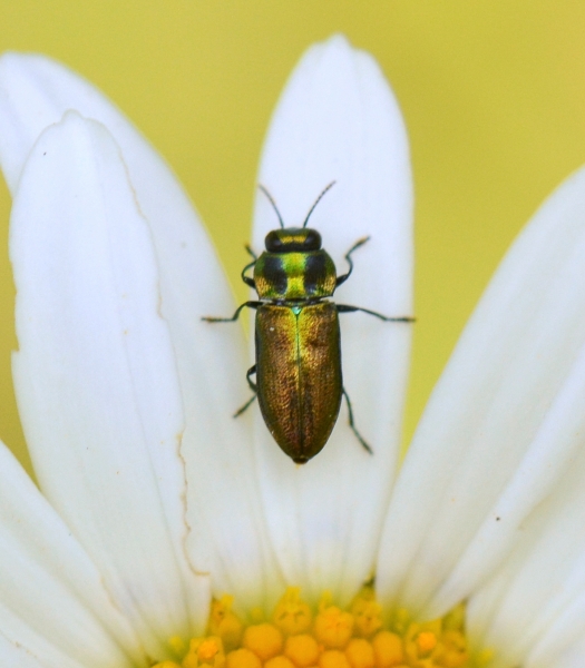 Buprestidae: Anthaxia sp.