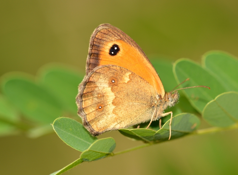 Pyronia tithonus