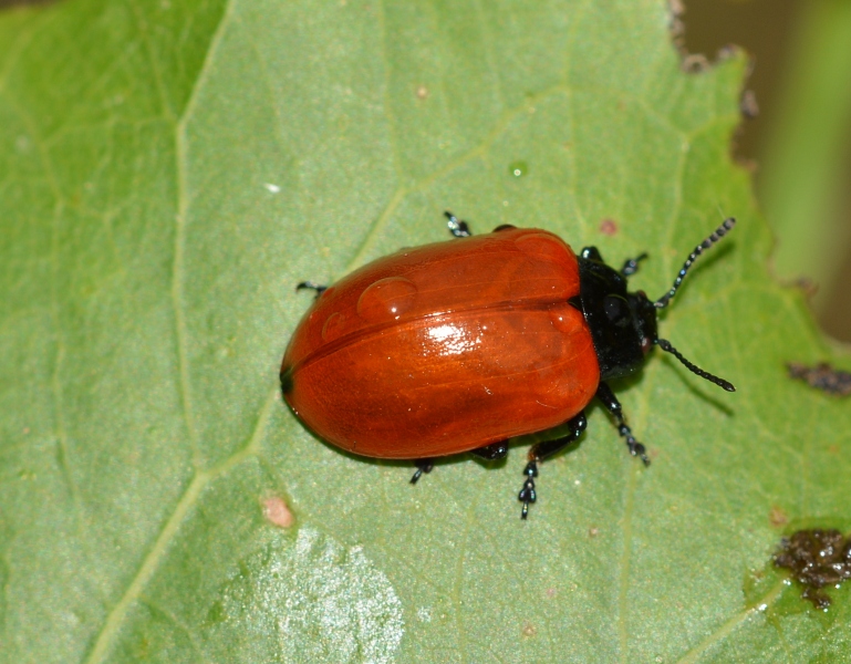 Chrysomela populi? S