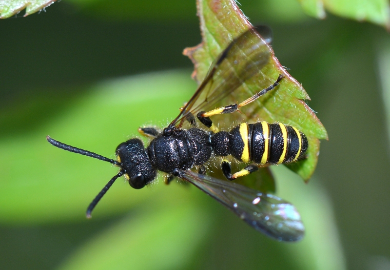 Crabronidae? S: Cerceris quadrifasciata, maschio.