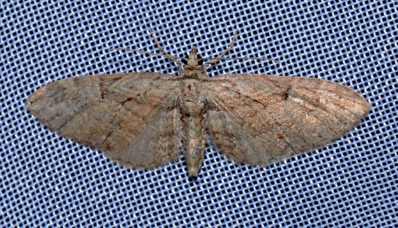 Eupithecia da Id.