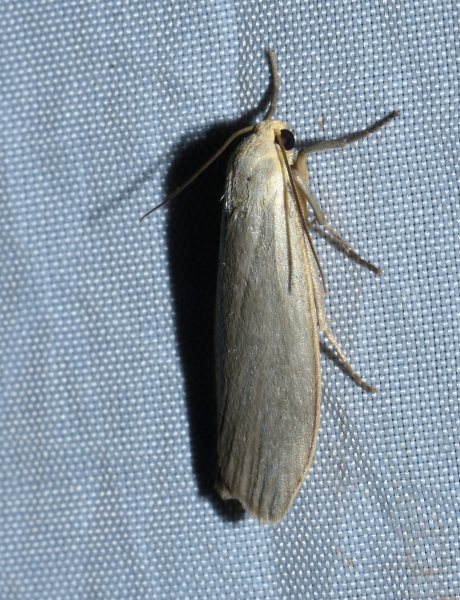 Eilema griseola - Erebidae Arctiinae