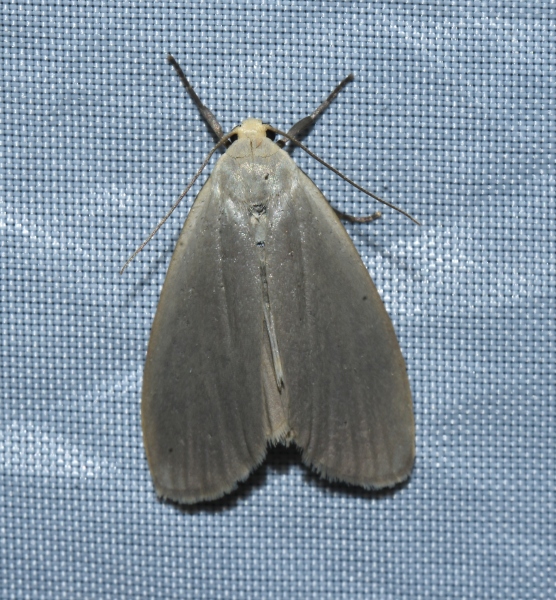 Eilema griseola - Erebidae Arctiinae