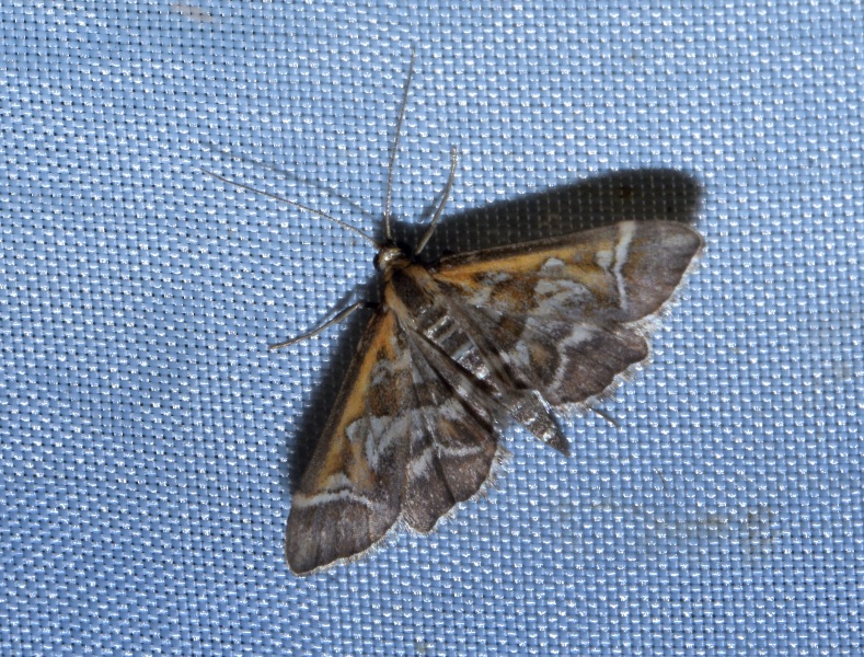 Diasemia reticularis