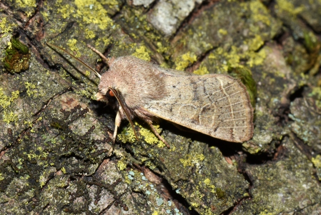 Orthosia cerasi o gracilis?.... cfr. cerasi