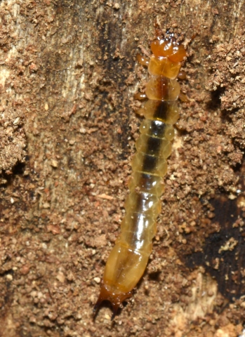 Larva da id.