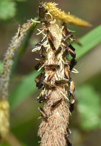 Micropterix calthella?