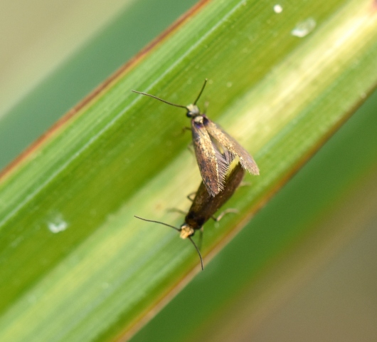 Micropterix calthella?