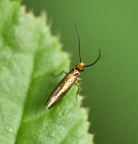 Micropterix calthella?