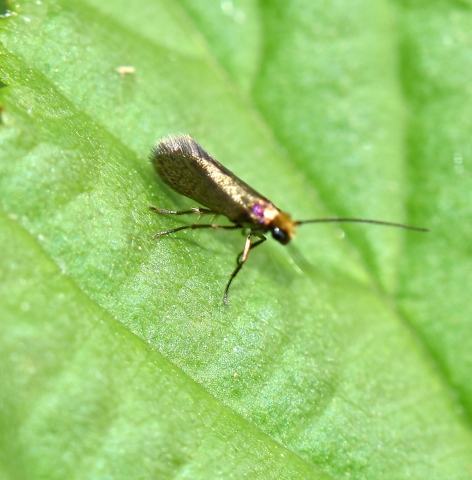 Micropterix calthella?