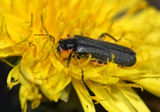 Cantharidae:  Cantharis obscura o liburnica