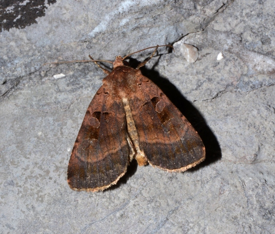 Xestia rhomboidea? Xestia stigmatica - Noctuidae