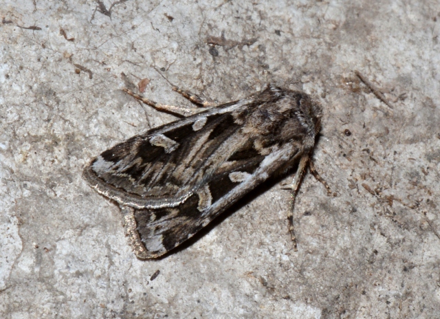 Agrotis obesa? No, Euxoa distinguenda - Noctuidae