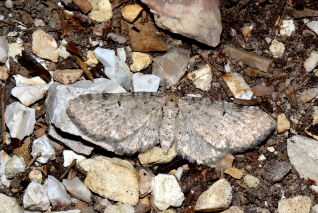 Eupithecia distinctaria (Geometridae) ?   S