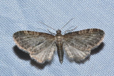 Eupithecia sp.