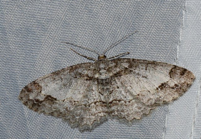 Paradarisa consonaria?  S