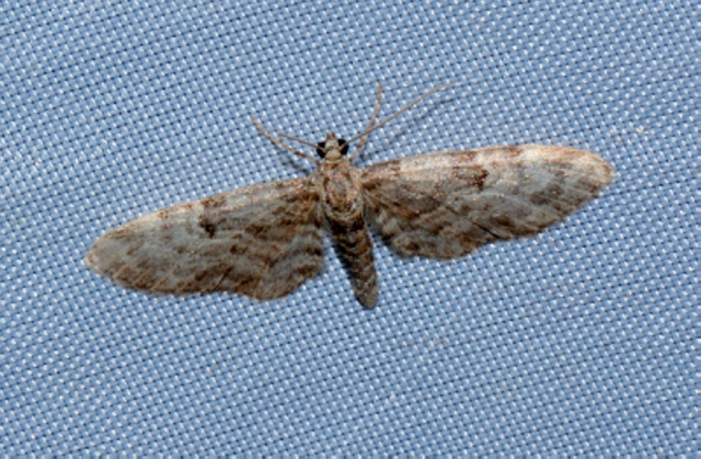 Eupithecia tantillaria da confermare