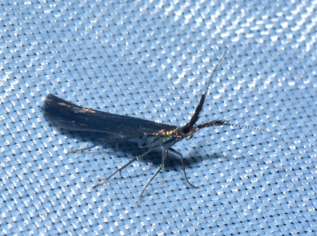 Coleophoridae: Coleophora sp.