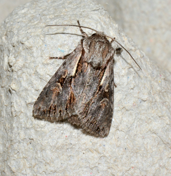 Noctuidae da Id - Chloanta hyperici