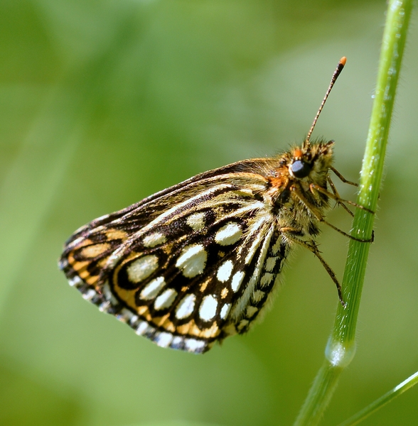 Heteropterus morpheus