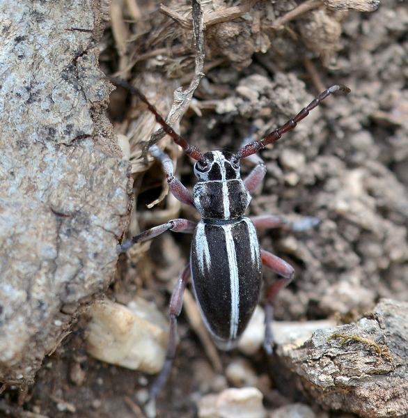 Cerambycidae:  Dorcadion arenarium