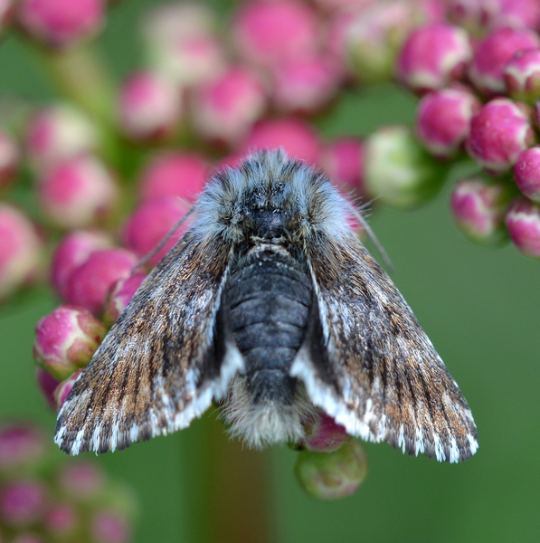 Da Id: Omia cymbalariae - Noctuidae