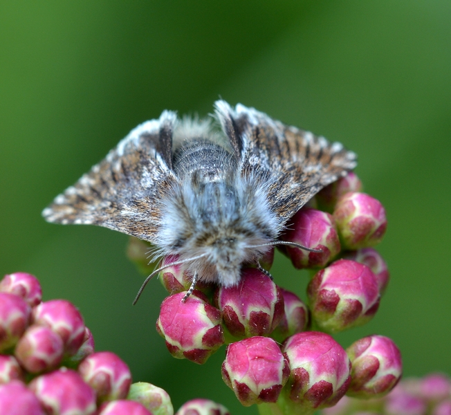 Da Id: Omia cymbalariae - Noctuidae