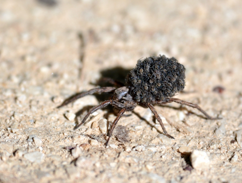 Alopecosa sp. - monte Sator (Bosnia)