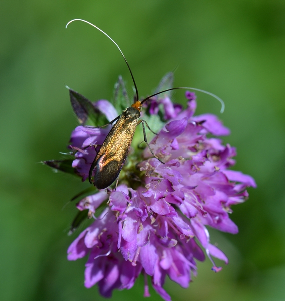 Nemophora metallica?