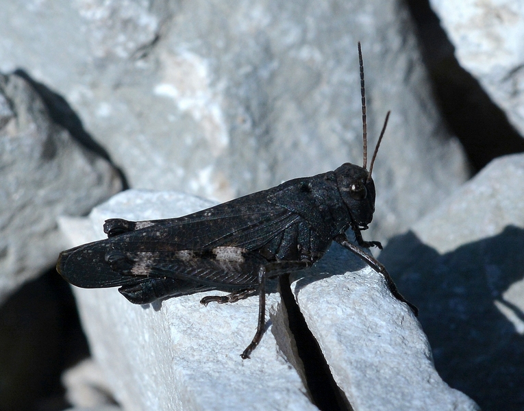 Acrididae:  Psophus stridulus (f. nera)