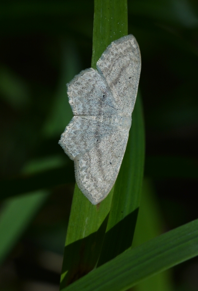 Geometridae da Id - Scopula (Scopula) nigropunctata