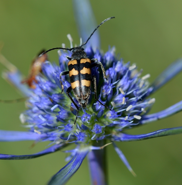 Cerambycidae:  Pachytodes erraticus ?  S !