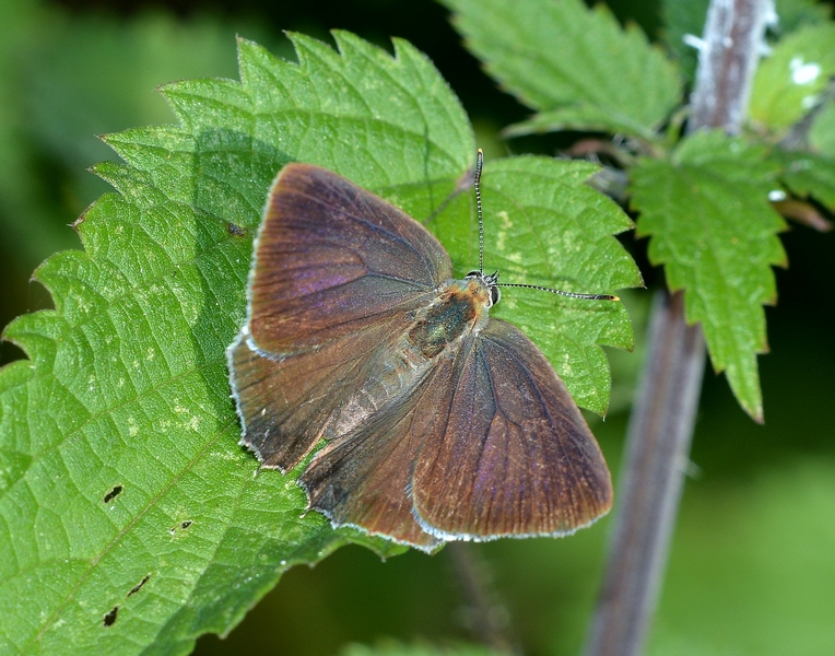 Favonius quercus