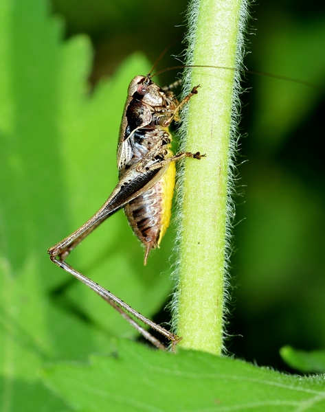 Pholidoptera griseoaptera