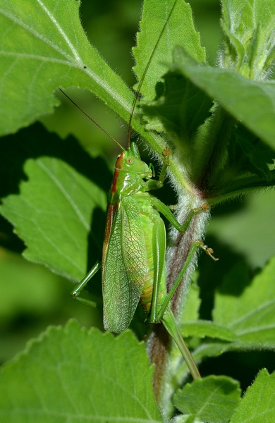 tettigonia cantans?