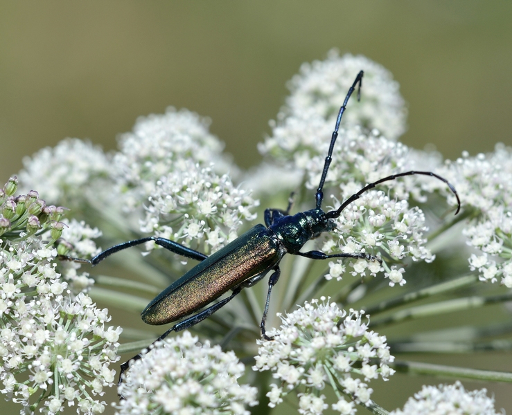 Cerambycidae: Aromia moschata, femmina