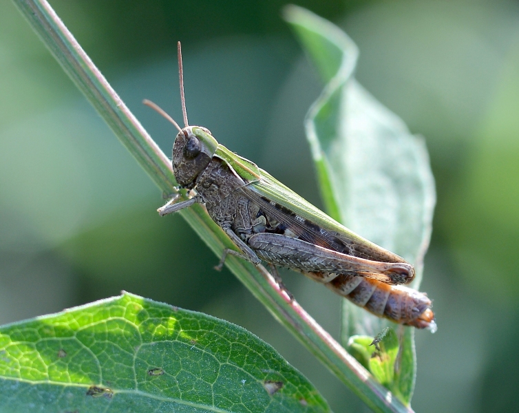 Acrididae da Id. : Omocestus rufipes