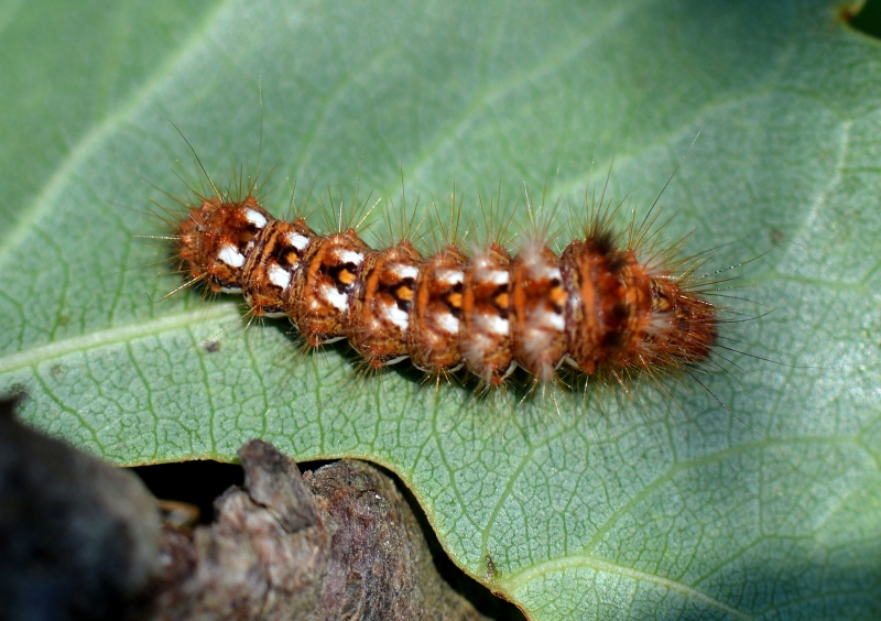 Bruco 5 - Acronicta (Viminia) rumicis, Noctuidae