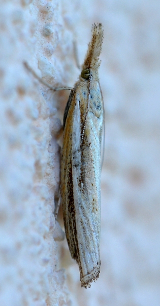 Crambidae:   Agriphila  sp. ( A. tristella o  A. selasella)