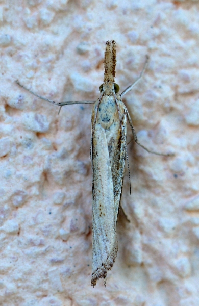 Crambidae:   Agriphila  sp. ( A. tristella o  A. selasella)