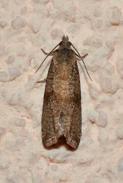 Da Id - Celypha striana, Tortricidae