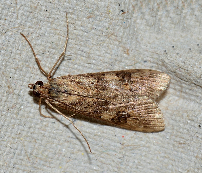 Da Id. - Nomophila noctuella, Crambidae