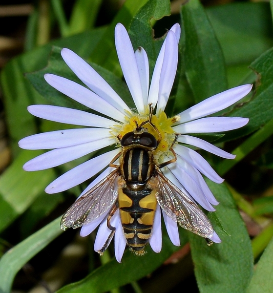 Helophilus pendulus? Si