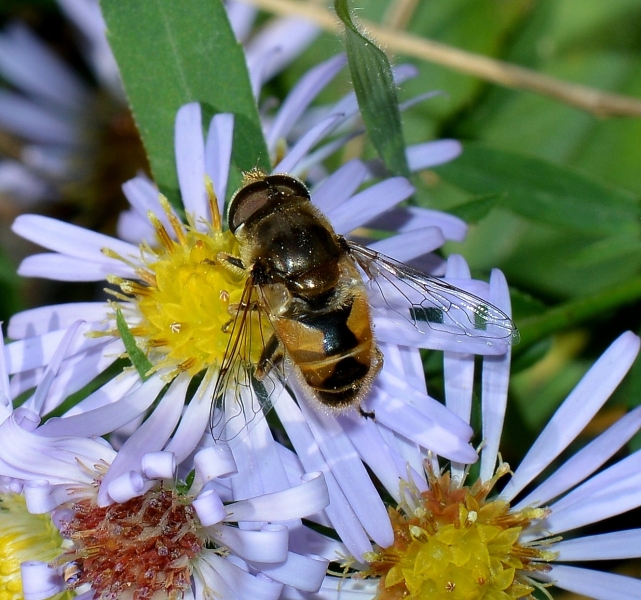 Eristalis arbustorum?