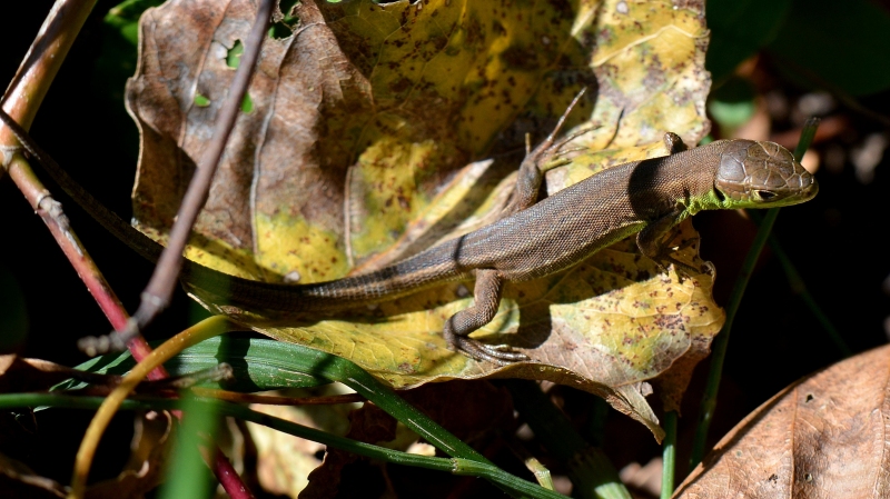 Lacerta bilineata?