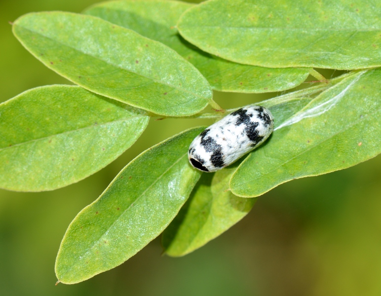 bozzolo di Ichneumonidae Campopleginae