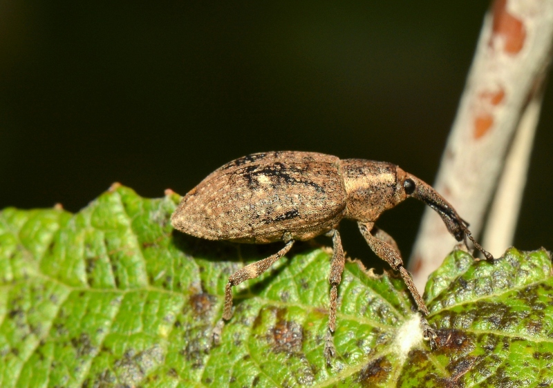 Curculionidae da Id - Lepyrus palustris