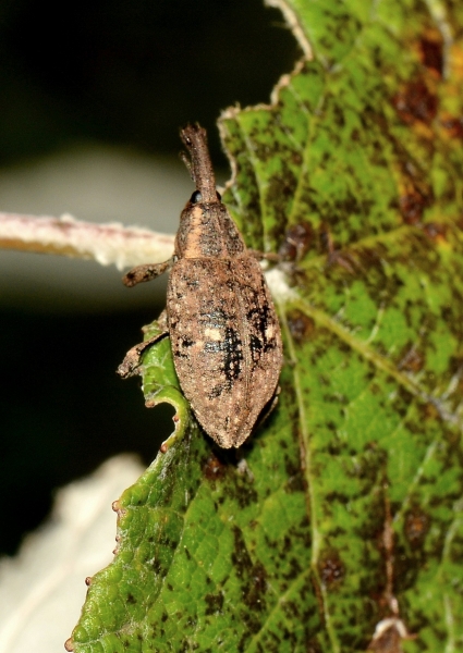 Curculionidae da Id - Lepyrus palustris