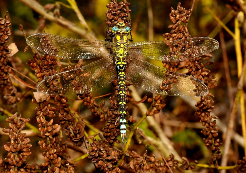 Aeshna cyanea